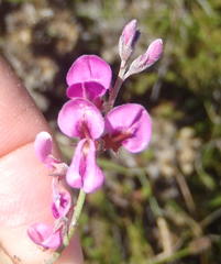 Indigofera declinata