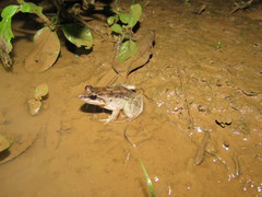 Leptodactylus leptodactyloides