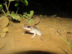 Leptodactylus leptodactyloides