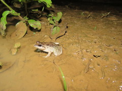 Leptodactylus leptodactyloides