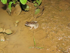 Leptodactylus leptodactyloides