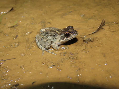 Common Thin-toed Frog, Leptodactylus leptodactyloides