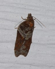 Acleris celiana