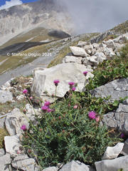 Carduus defloratus carlinifolius