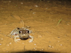 Leptodactylus leptodactyloides