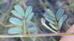 Indigofera declinata