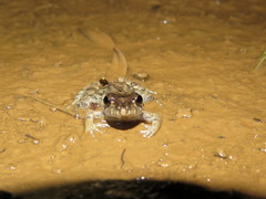 Leptodactylus leptodactyloides