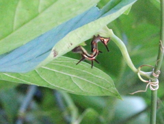 Eugnathia pulcherrima