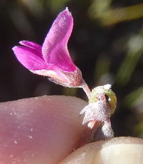 Indigofera declinata