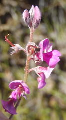 Indigofera declinata