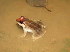 Leptodactylus petersii
