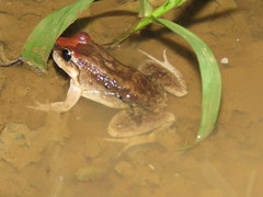 Leptodactylus petersii