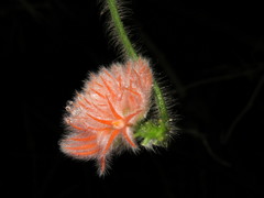 Gurania eriantha