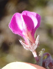 Indigofera declinata