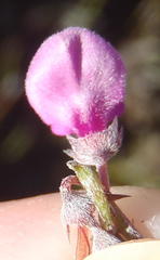 Indigofera declinata