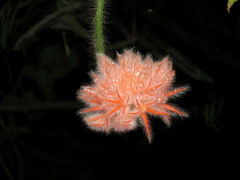 Gurania eriantha