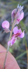 Indigofera declinata