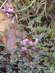 Indigofera declinata