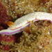 Hypselodoris carnea - Photo (c) maddyo, some rights reserved (CC BY-NC)