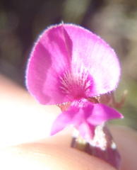 Indigofera declinata