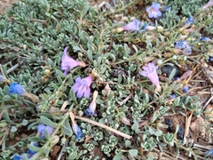 Penstemon caespitosus desertipicti