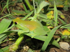 Sphaenorhynchus lacteus