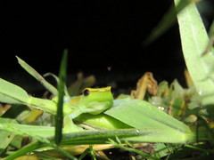 Sphaenorhynchus lacteus