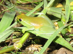 Sphaenorhynchus lacteus