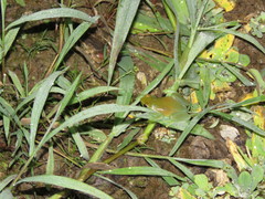 Sphaenorhynchus lacteus