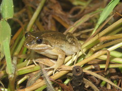 Leptodactylus podicipinus