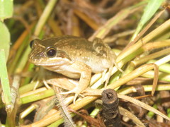 Leptodactylus podicipinus
