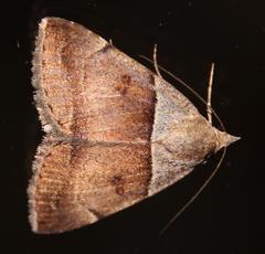 Plecopterodes moderata