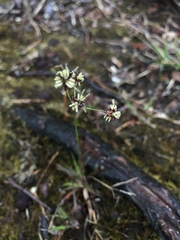 Luzula acuminata