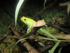 Sphaenorhynchus lacteus