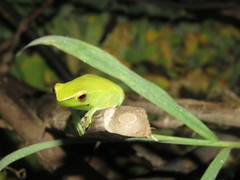 Sphaenorhynchus lacteus