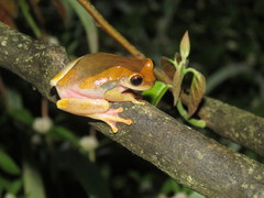 Dendropsophus arndti
