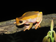 Dendropsophus arndti