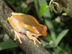 Dendropsophus arndti