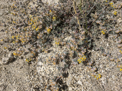 Acmispon argophyllus