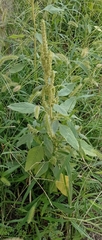 Amaranthus retroflexus