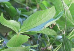 Eugnathia pulcherrima