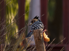 Trachyphonus vaillantii vaillantii