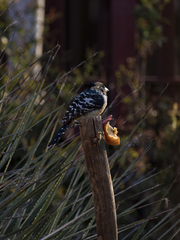 Trachyphonus vaillantii vaillantii