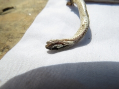 Pseudalsophis elegans