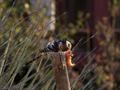 Trachyphonus vaillantii vaillantii