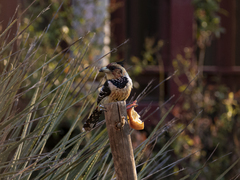 Trachyphonus vaillantii vaillantii