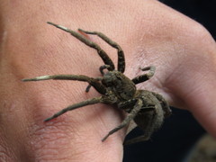 Ancylometes bogotensis