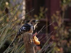 Trachyphonus vaillantii vaillantii