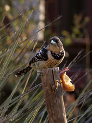 Trachyphonus vaillantii vaillantii