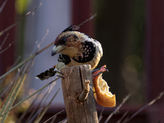 Trachyphonus vaillantii vaillantii